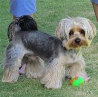 Different Yorkie Haircut Styles | Yorkshire Terrier Information
