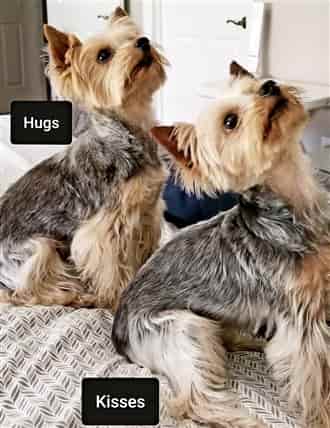 Yorkshire Terrier sisters
