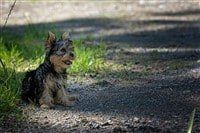 yorkshire-terrier-sitting-back-waiting