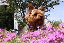 yorkie-on-grass-with-owner-