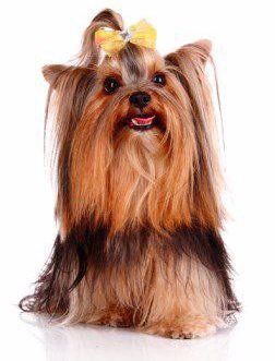 Yorkie Biting Issues | Yorkshire Terrier Information Center