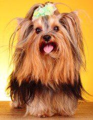 Yorkshire Terrier stacked hair cut