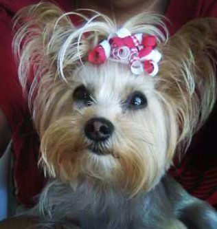 Yorkshire Terrier with cute topknot bow