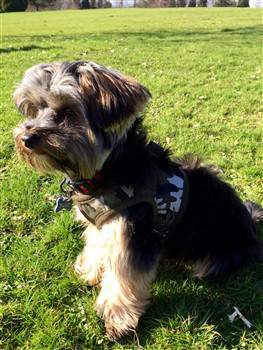 Yorkie wearing camo harness