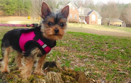yorkshire-terrier-wearing-harness