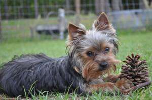 Yorkshire Terrier with pinecone
