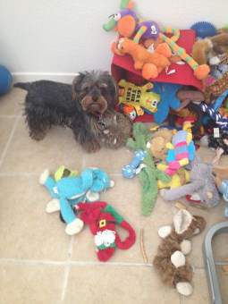 Yorkshire Terrier with tons of toys