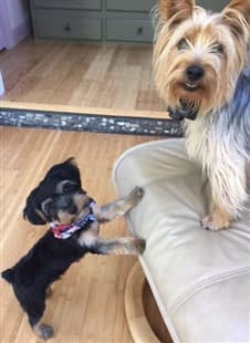 Young Yorkie puppy with older adult Yorkie