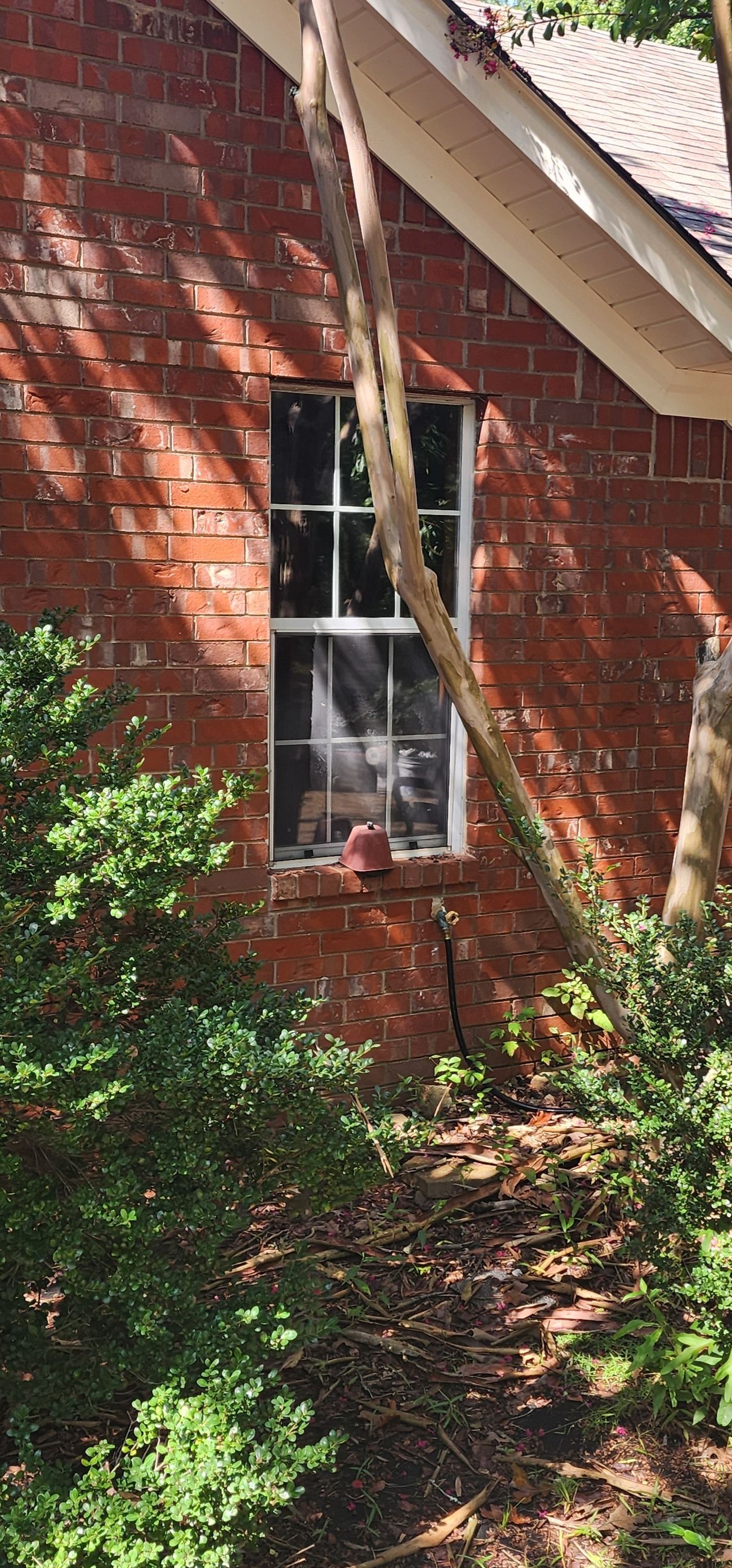 Brick building with a tall window, partially obscured by a tree. Green bushes are in the foreground.
