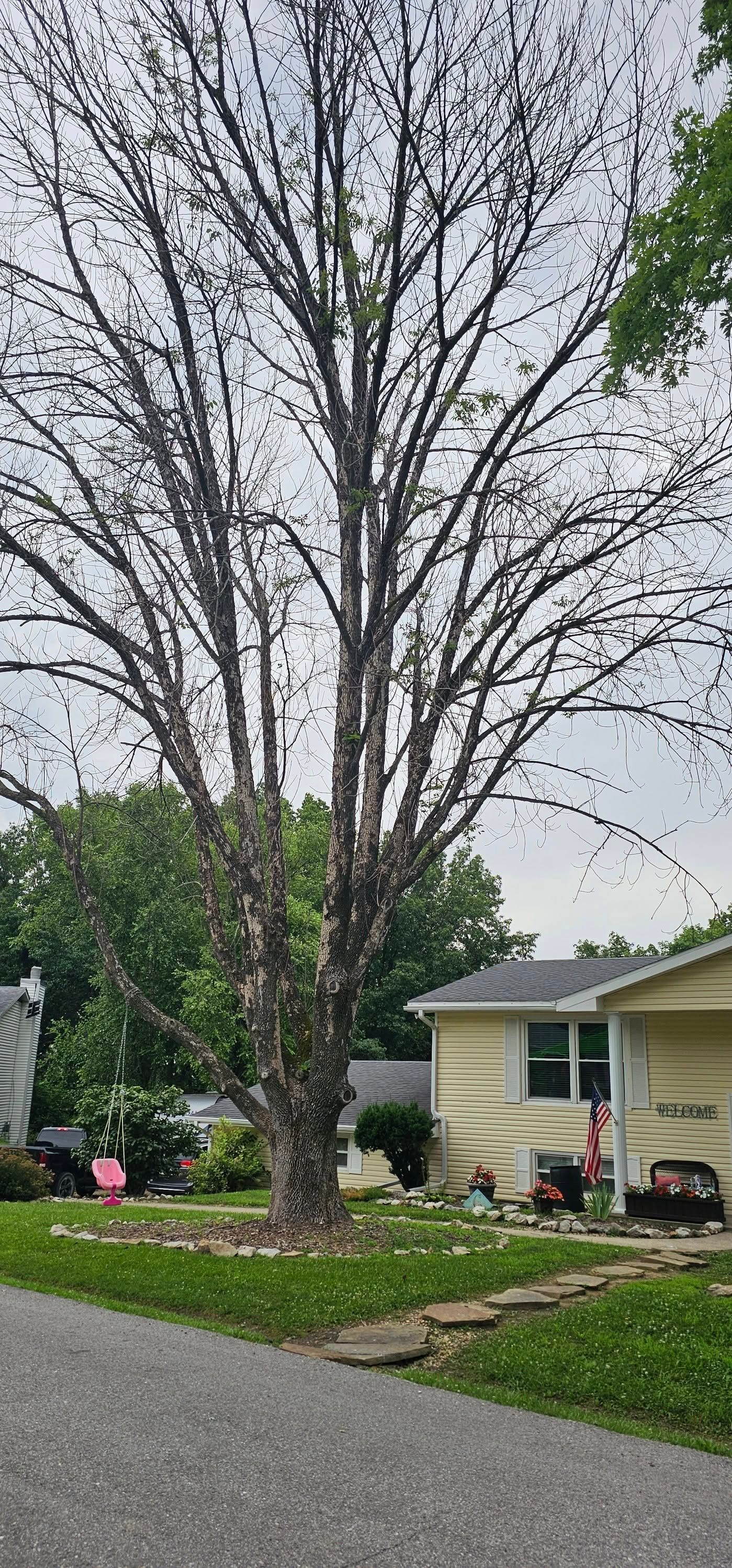 A tree with no leaves is in front of a house.