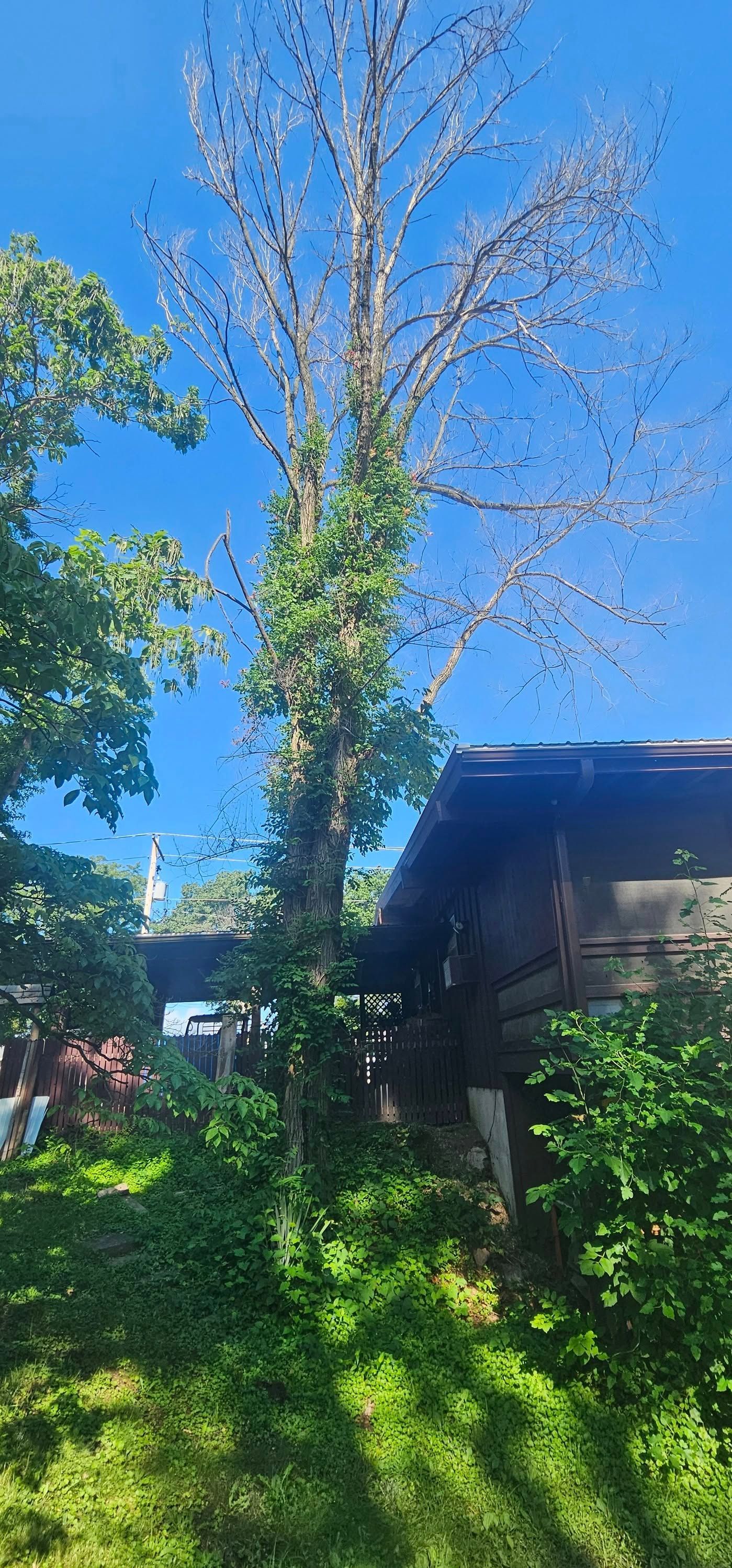 A tree is standing in front of a house on a sunny day.