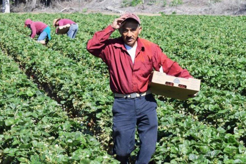 A man is carrying a box of strawberries in a field.