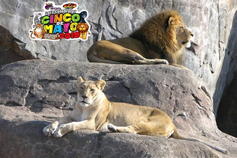 A lion and a lioness are laying on a rock.