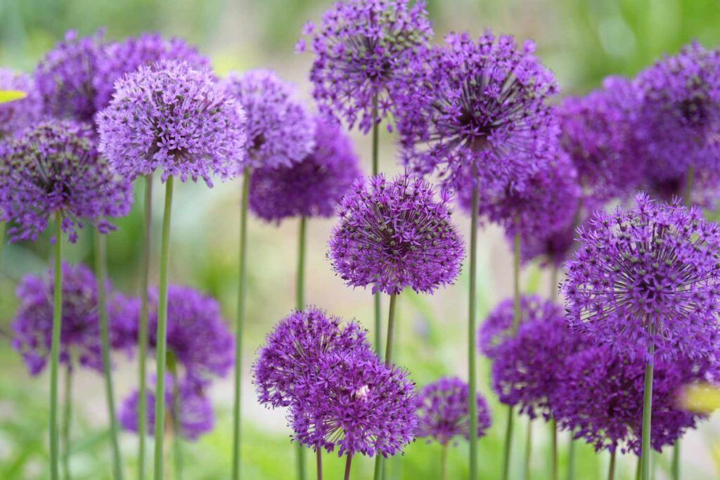A bunch of purple flowers are growing in a garden.