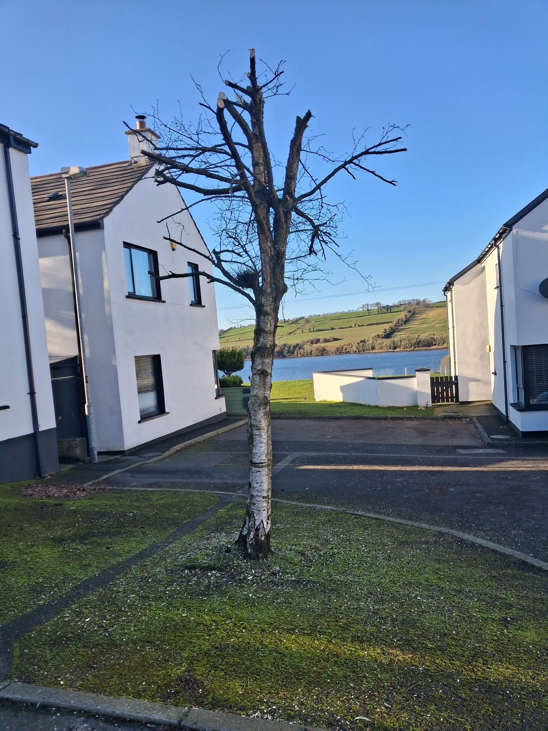 Bare tree in a small garden surrounded by two white buildings, with a view of water and blue sky.