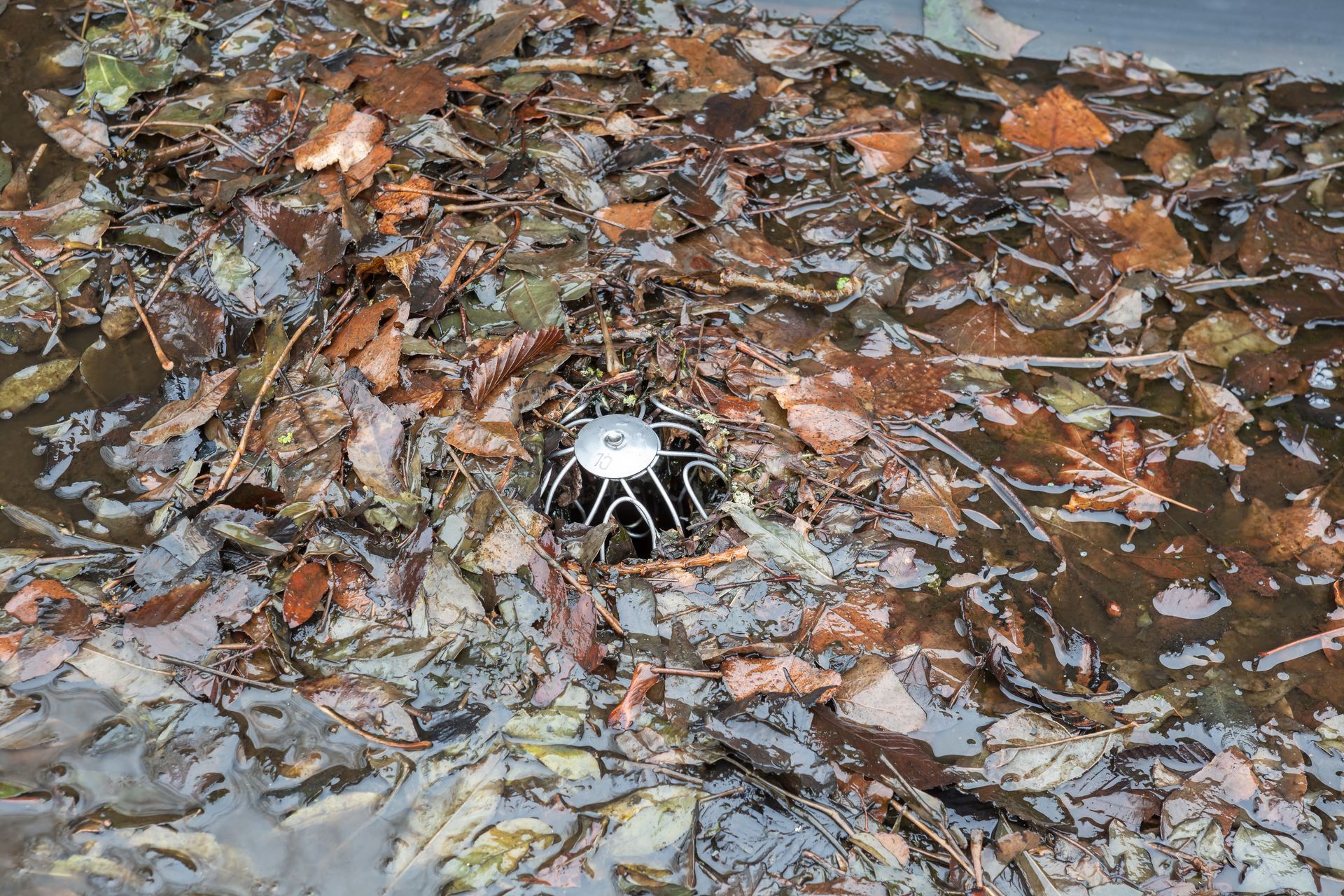 A drain is sitting in a puddle of water surrounded by leaves.