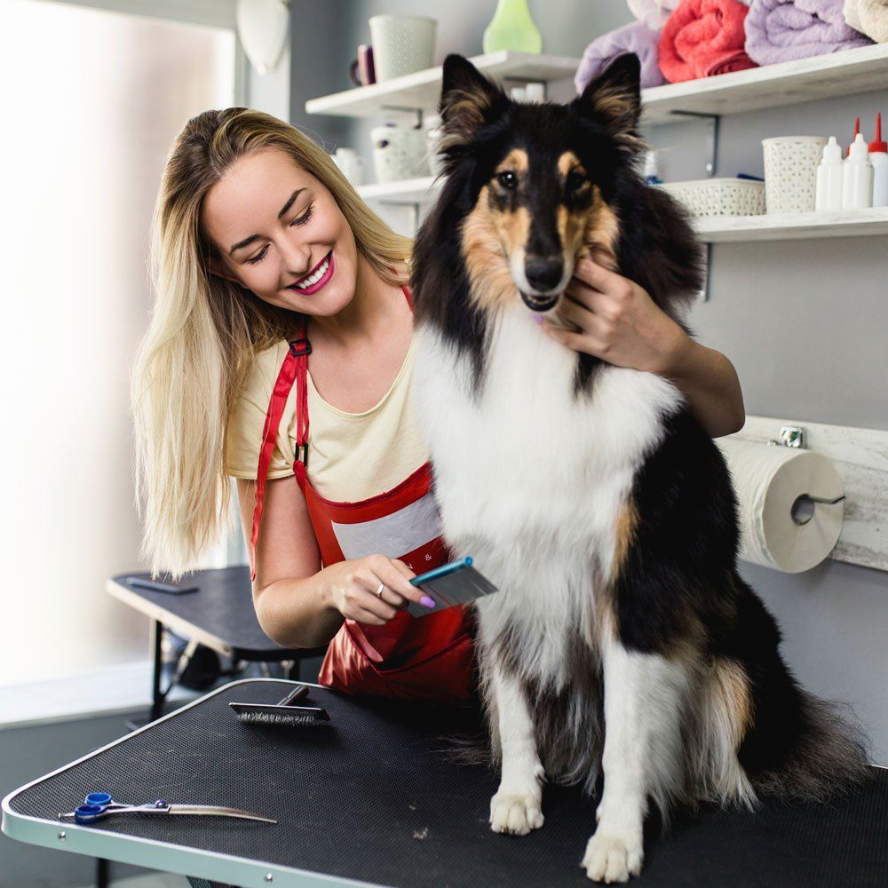 Dog Salon | Spokane, WA | Spokane Mobile Dog Grooming