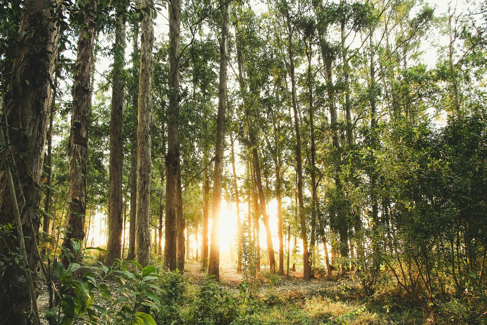 Sunlight filters through tall trees in a forest, creating a warm glow.