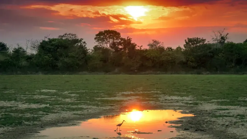Escapada romántica en la naturaleza en Casanare, experiencia de avistamiento de aves en Savanna Orinoquía Lodge al atardecer.