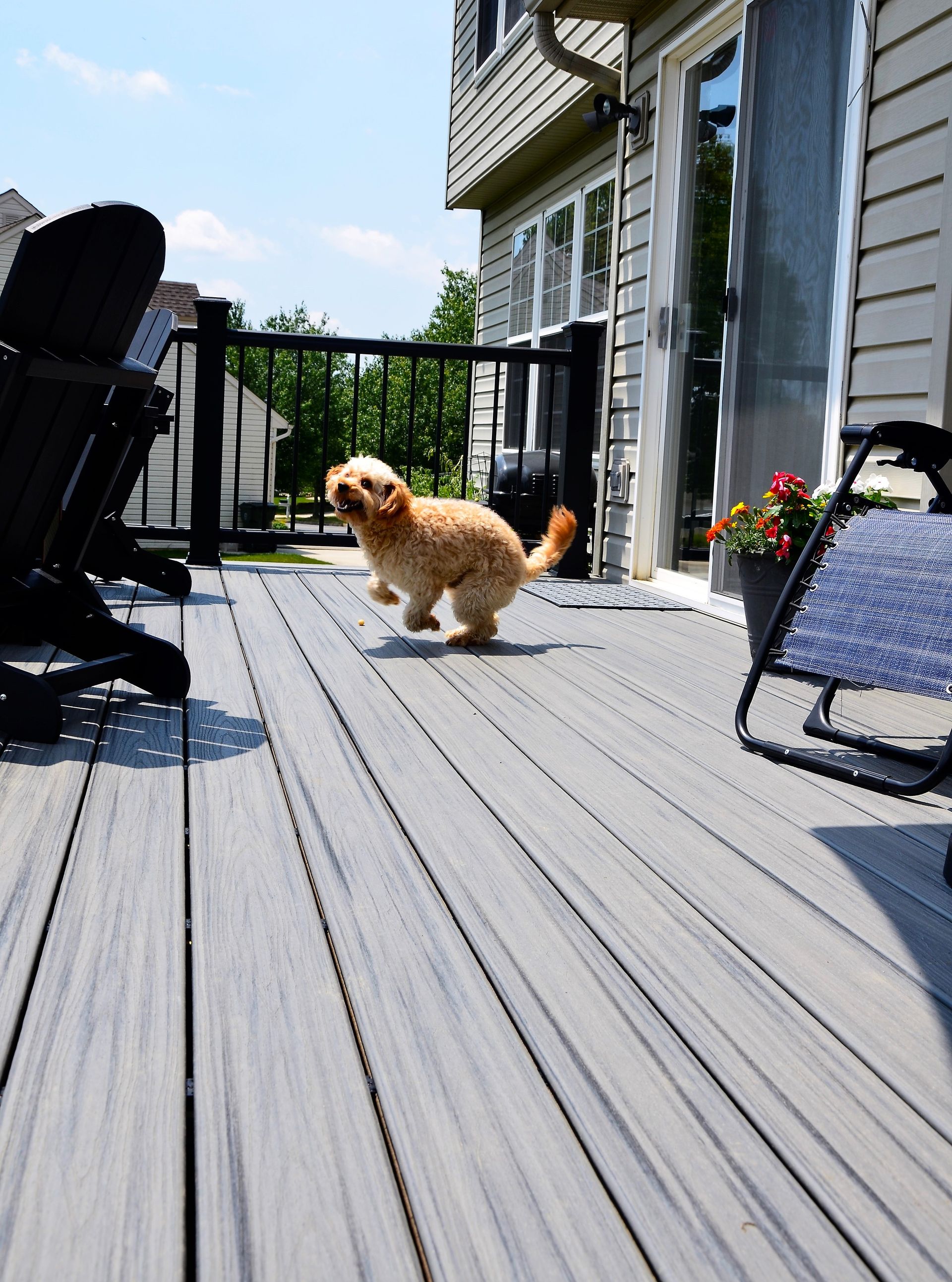 A small dog is walking on a wooden deck
