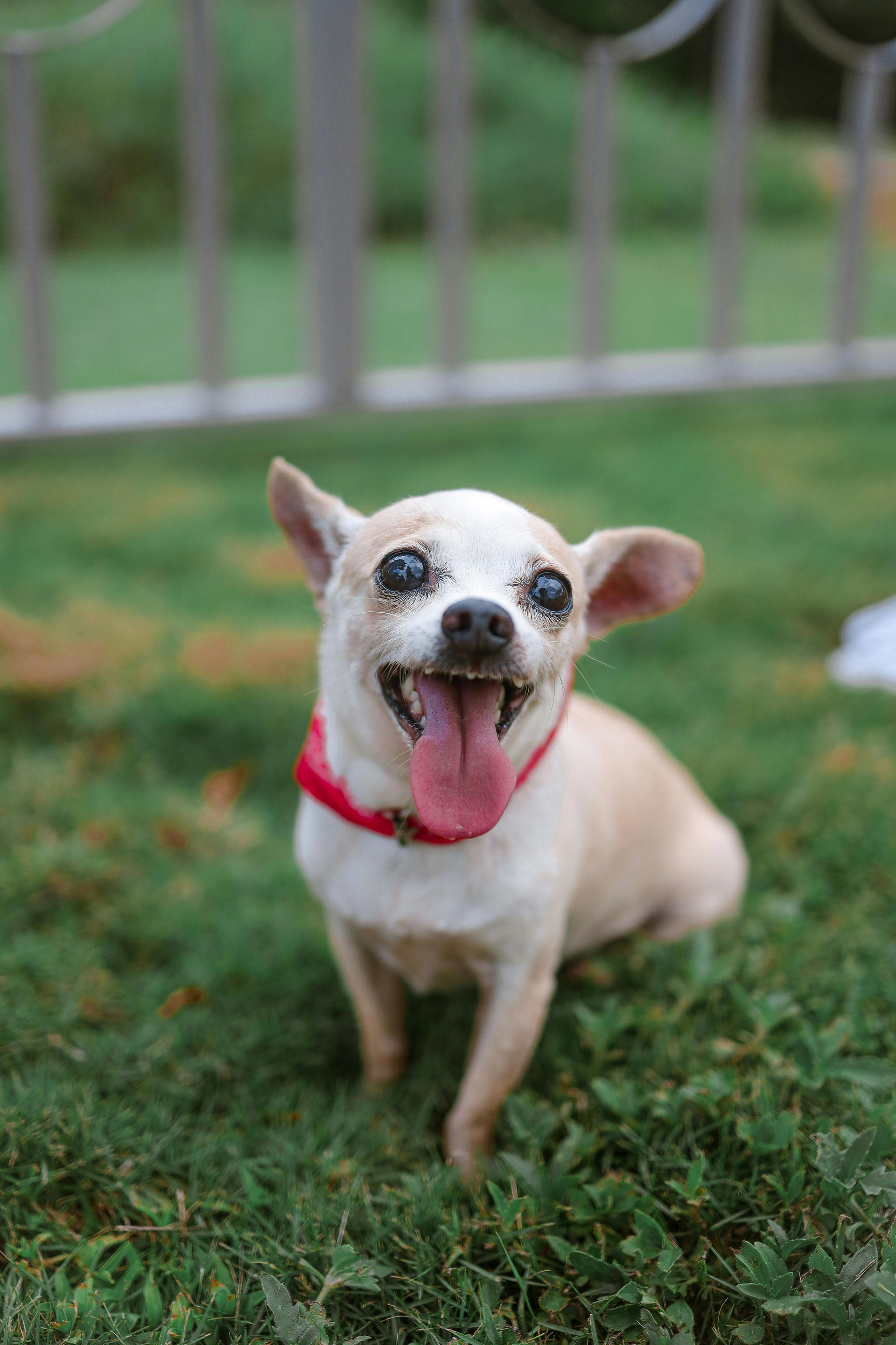 Happy Chihuahua with tongue out, wearing a red collar, sitting on green grass.