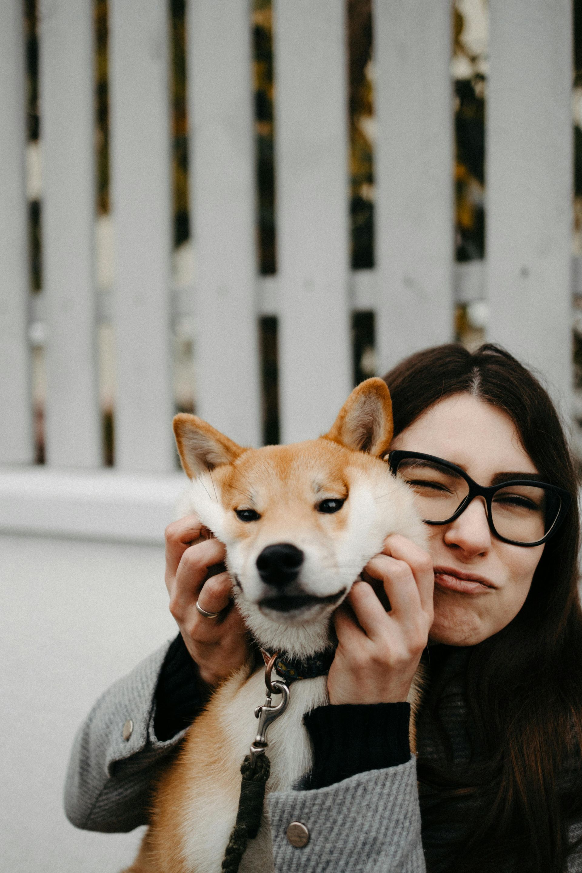 Woman in glasses smiles as she stretches a Shiba Inu dog's cheeks. White fence background.