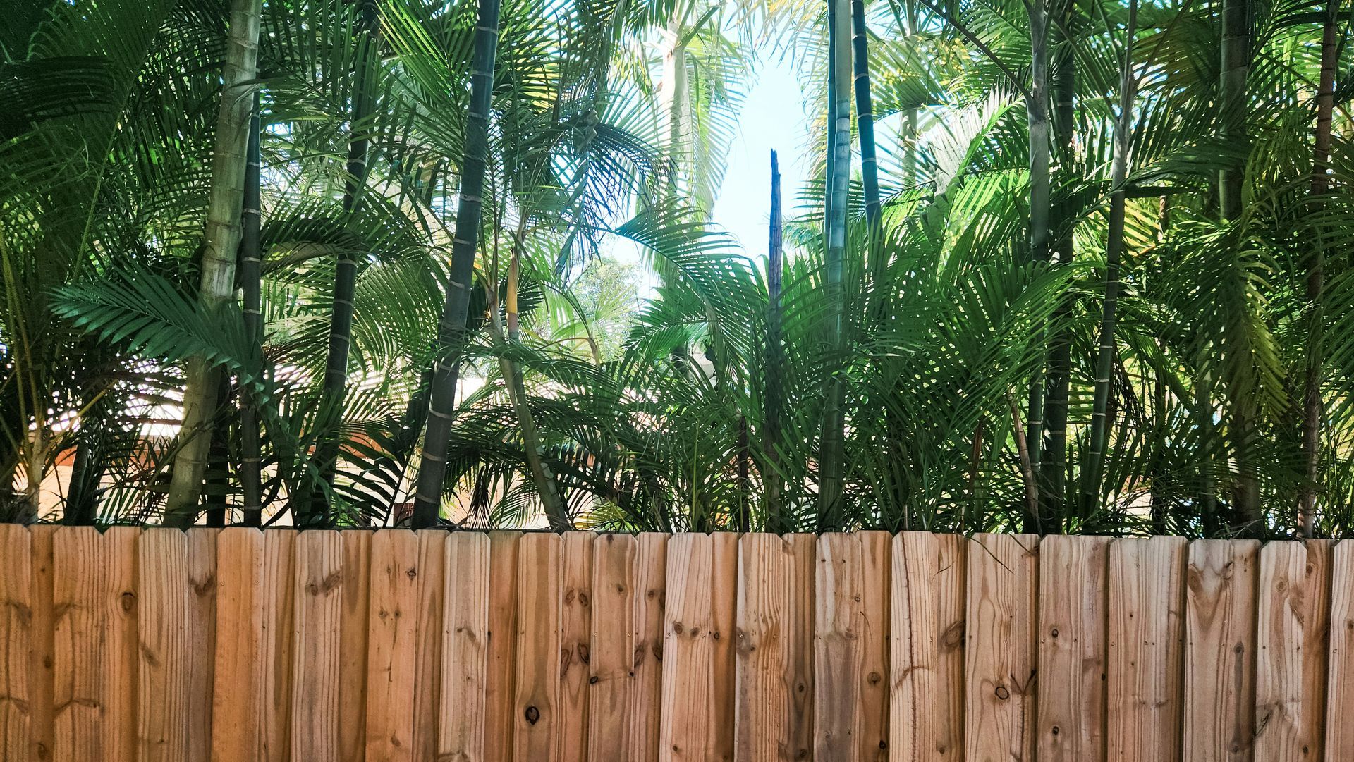 Wooden fence with lush green palm trees in the background.