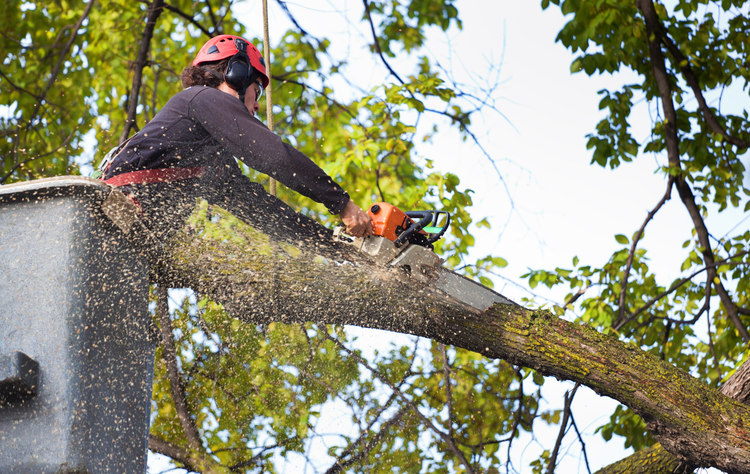 Tree service worker in red helmet cutting a large branch with a chainsaw on a tree trunk