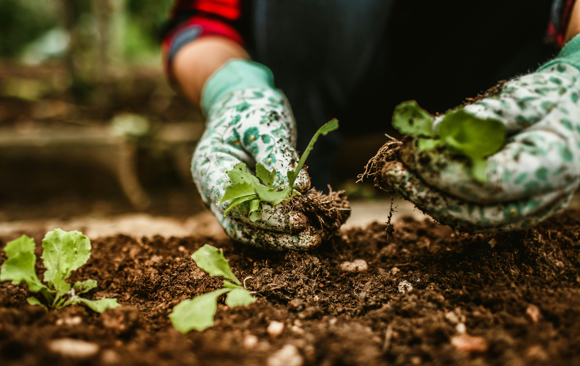 Gloved hands planting a small seedling in soil in a garden bed