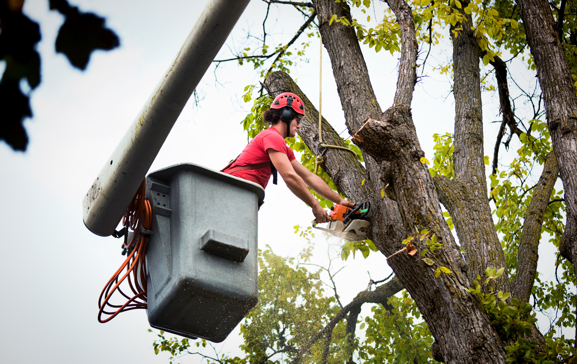 Worker in red safety gear pruning tree from a bucket lift