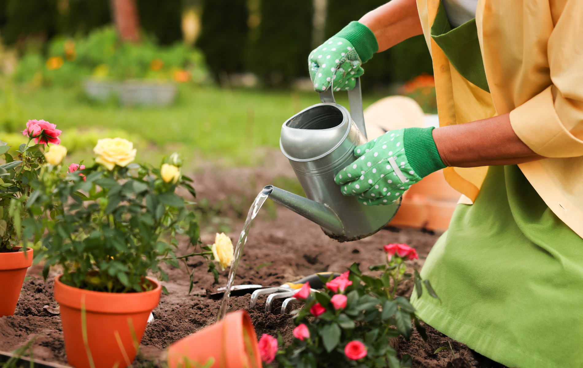 Gardener watering flowers in pots with a metal watering can in a garden bed