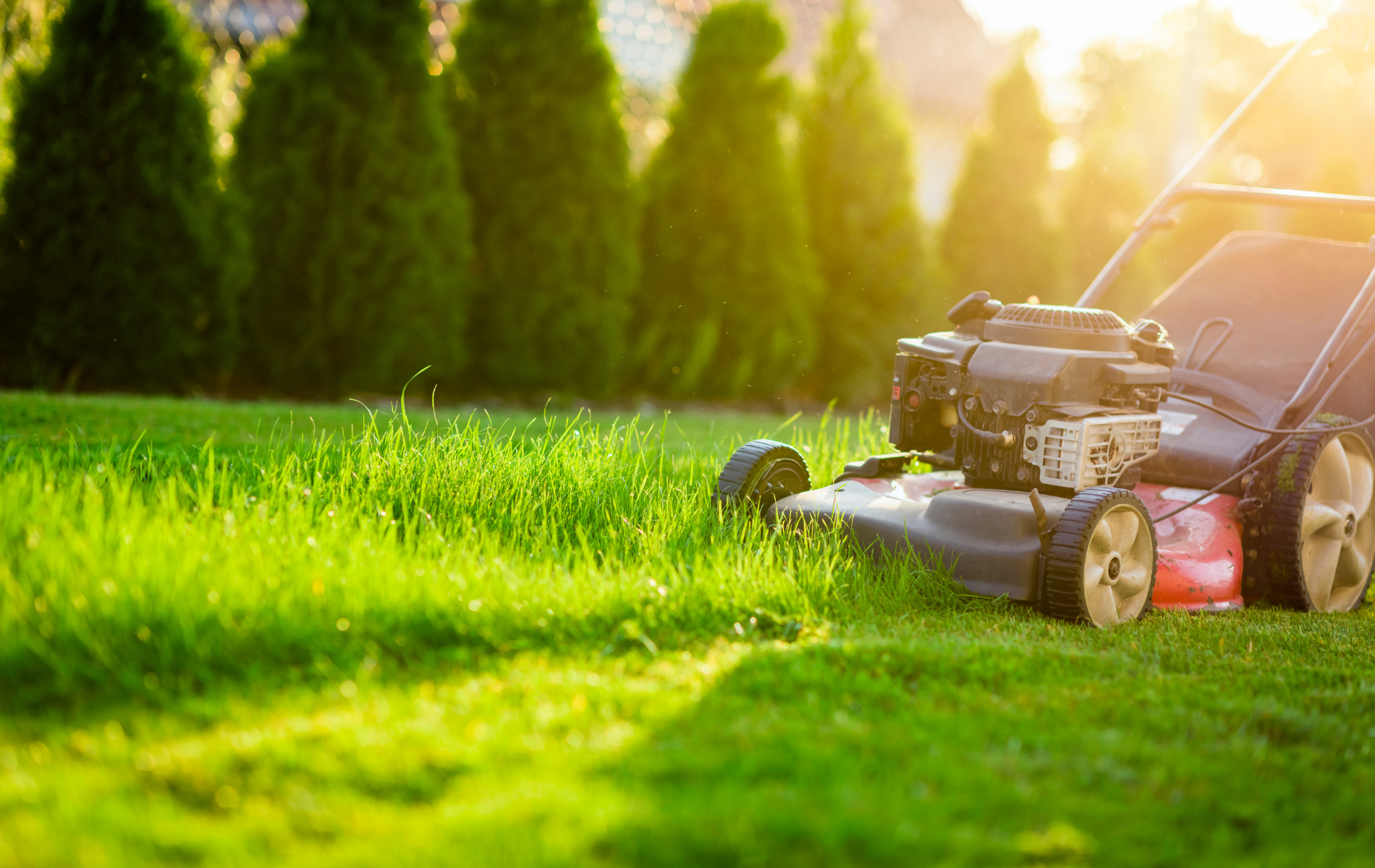 Lawnmower cutting bright green grass in a sunny garden with tall trees in the background