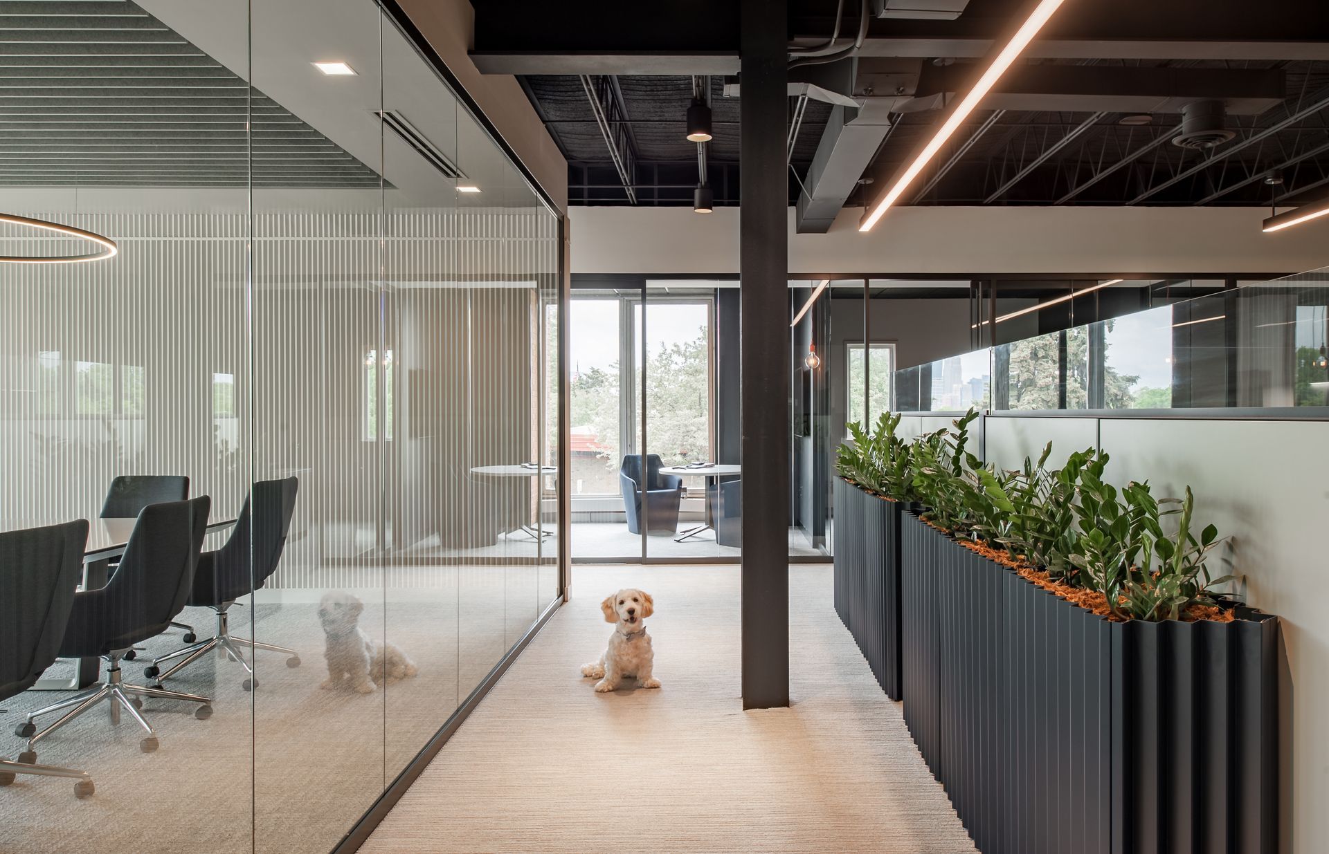 A small dog is sitting in a hallway in an office.