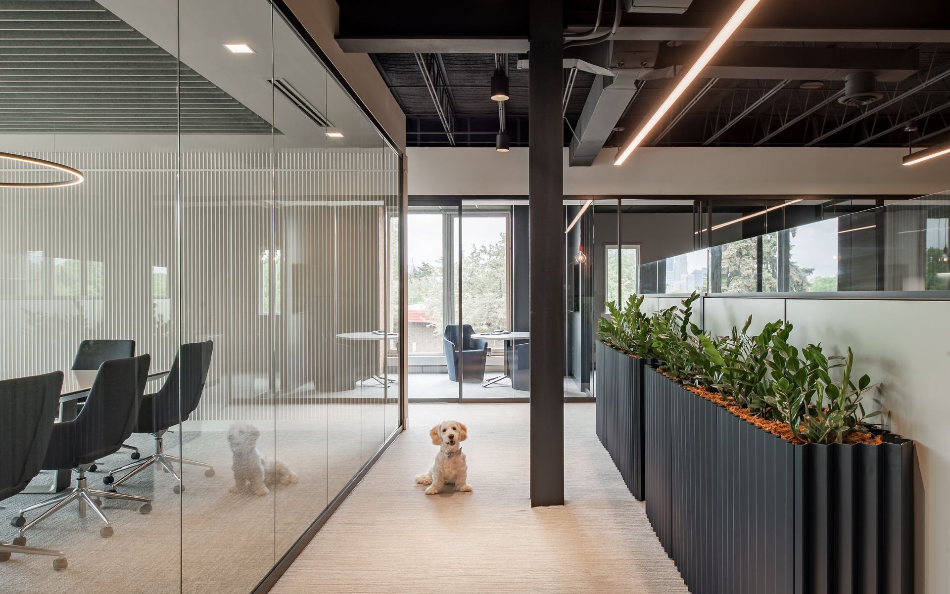 A dog is sitting on the floor in a conference room.