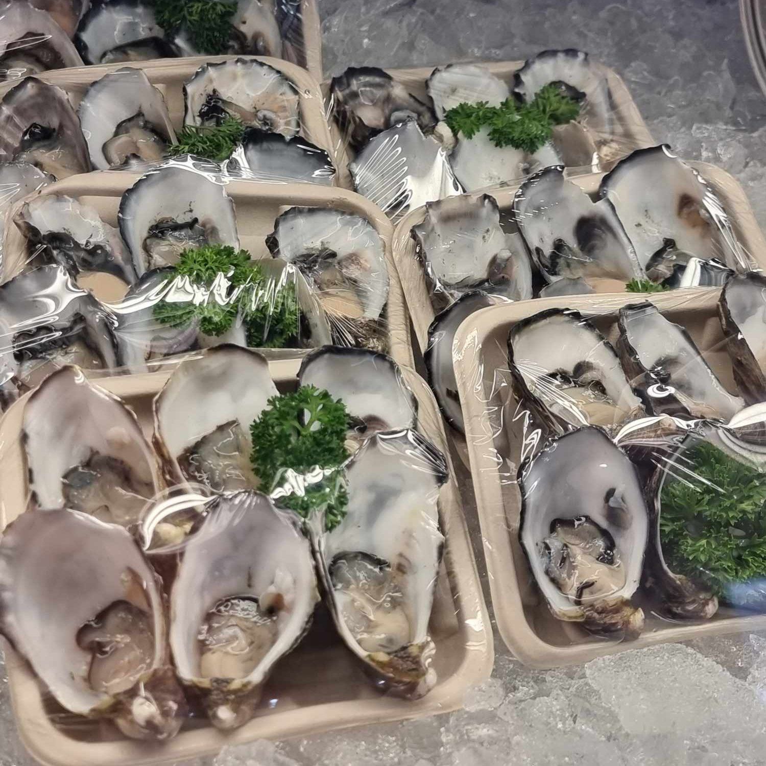Several Trays Of Oysters On Ice — Mooloolaba Fisheries On The Spit In Mooloolaba, QLD