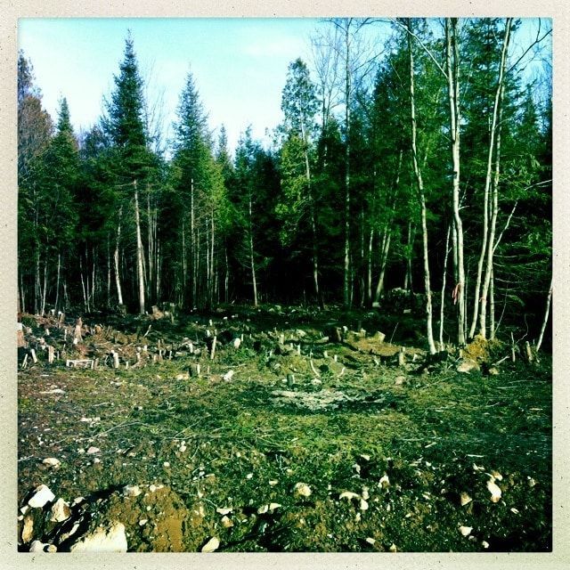 Une clairière forestière avec des souches d'arbres éparses et une végétation clairsemée au sol, devant une dense rangée de grands pins verts.