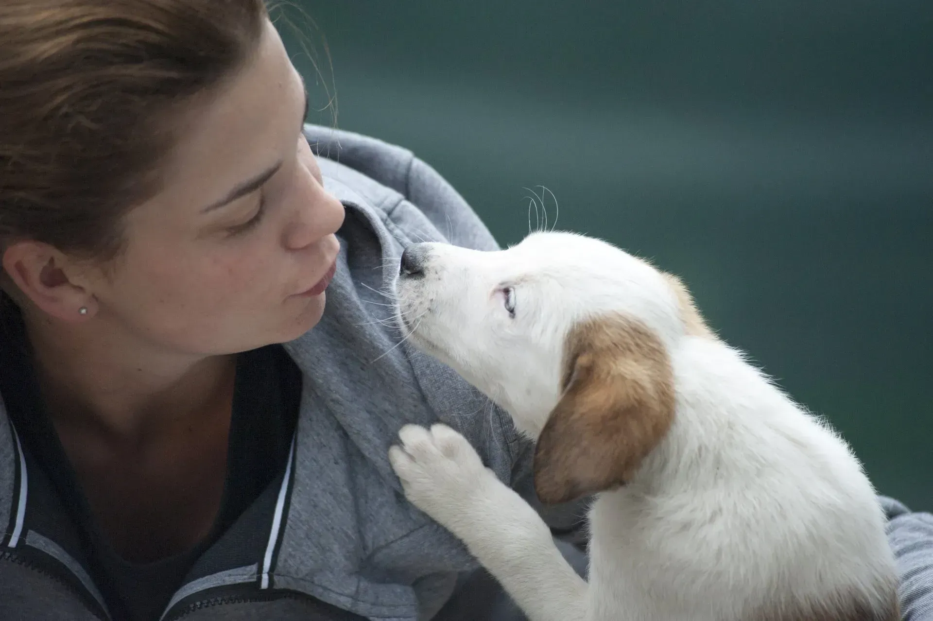 Uma mulher acaricia um cachorrinho branco com orelhas castanhas, ambos frente a frente, bem próximos um do outro, em um sofá escuro.