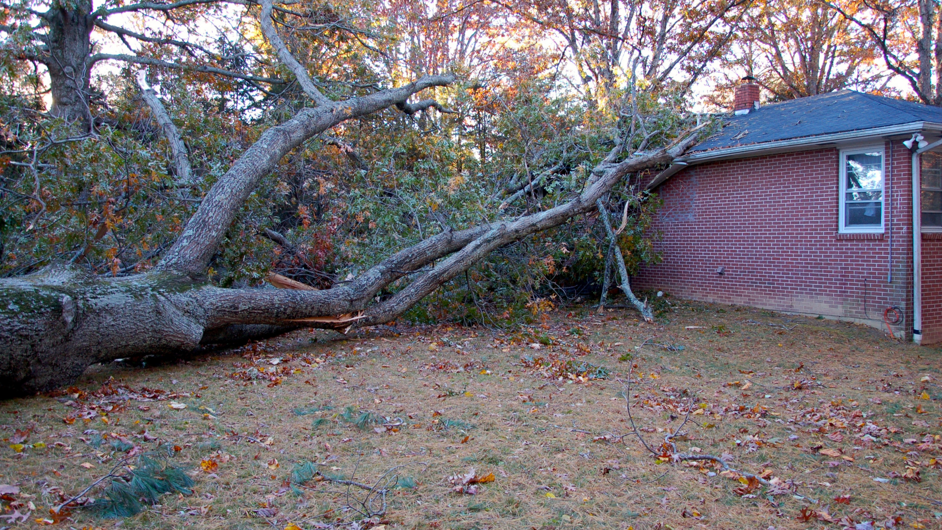 A tree that has fallen in front of a house