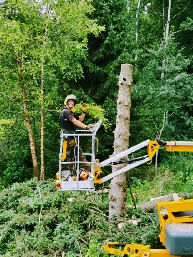 A man is sitting in a bucket on a lift cutting a tree.