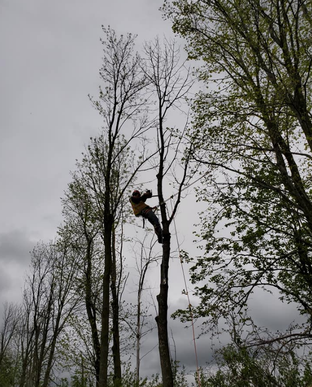 A man is climbing up a tree with a chainsaw