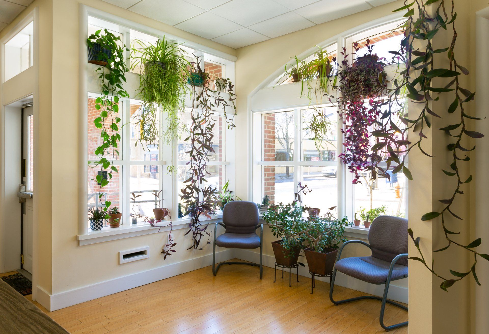 A waiting room with chairs and potted plants hanging from the windows