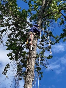 Stump Grinder Removing A Tree Stump — Henrico, VA — Amigos Landscaping