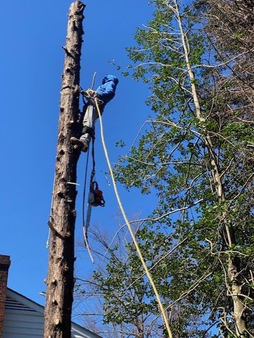 Gardener Pruning Trees With Pruning Shears — Henrico, VA — Amigos Landscaping