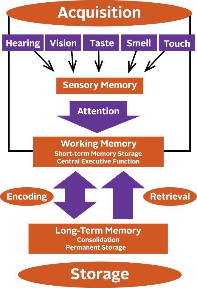 A diagram showing the stages of acquisition and long-term memory