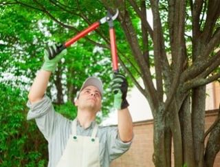 Pruning — Precise Shrub Pruning & Tree Removal, OH