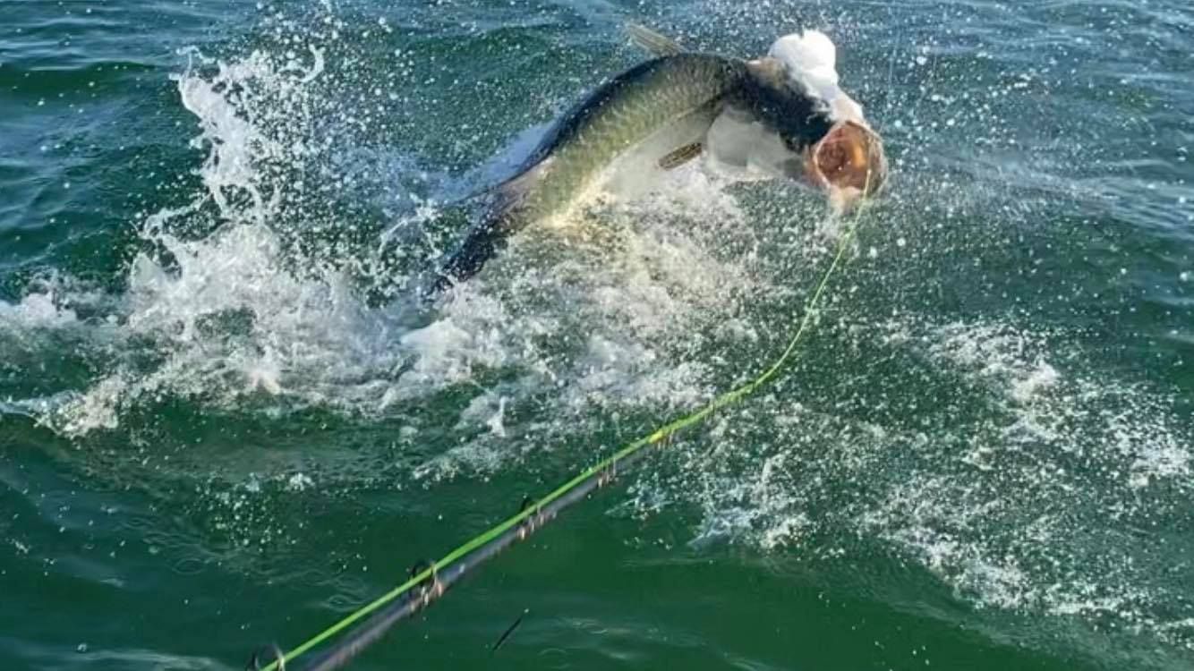 A fish is jumping out of the water next to a fishing rod.