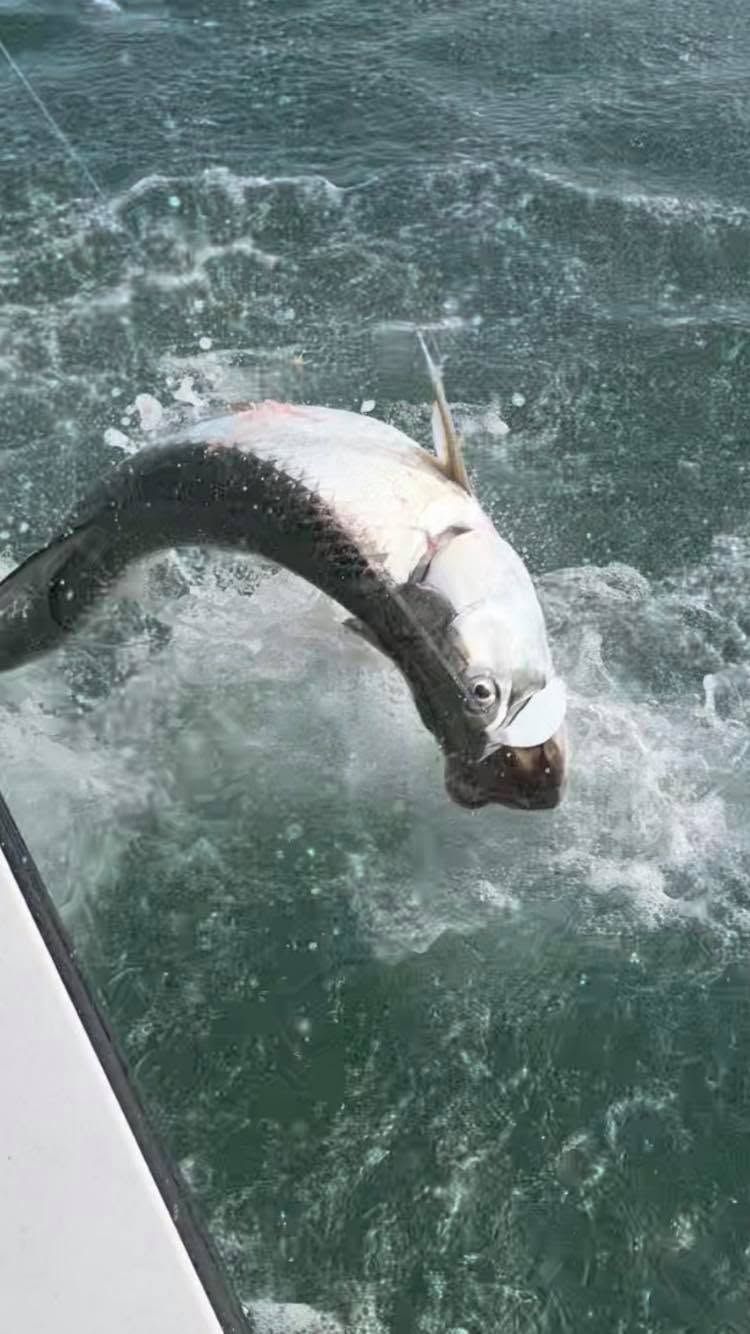 A silver tarpon leaps out of churning green water, hooked to a fishing line near a boat.