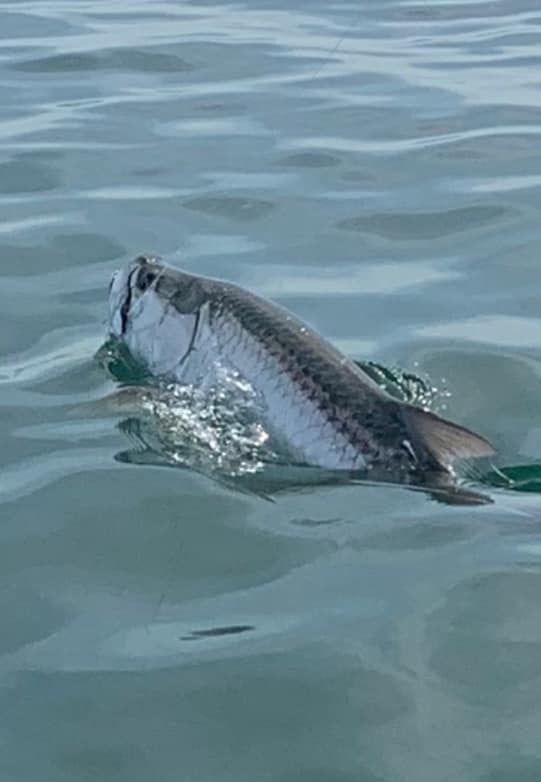 A fish is swimming in the water with its mouth open.
