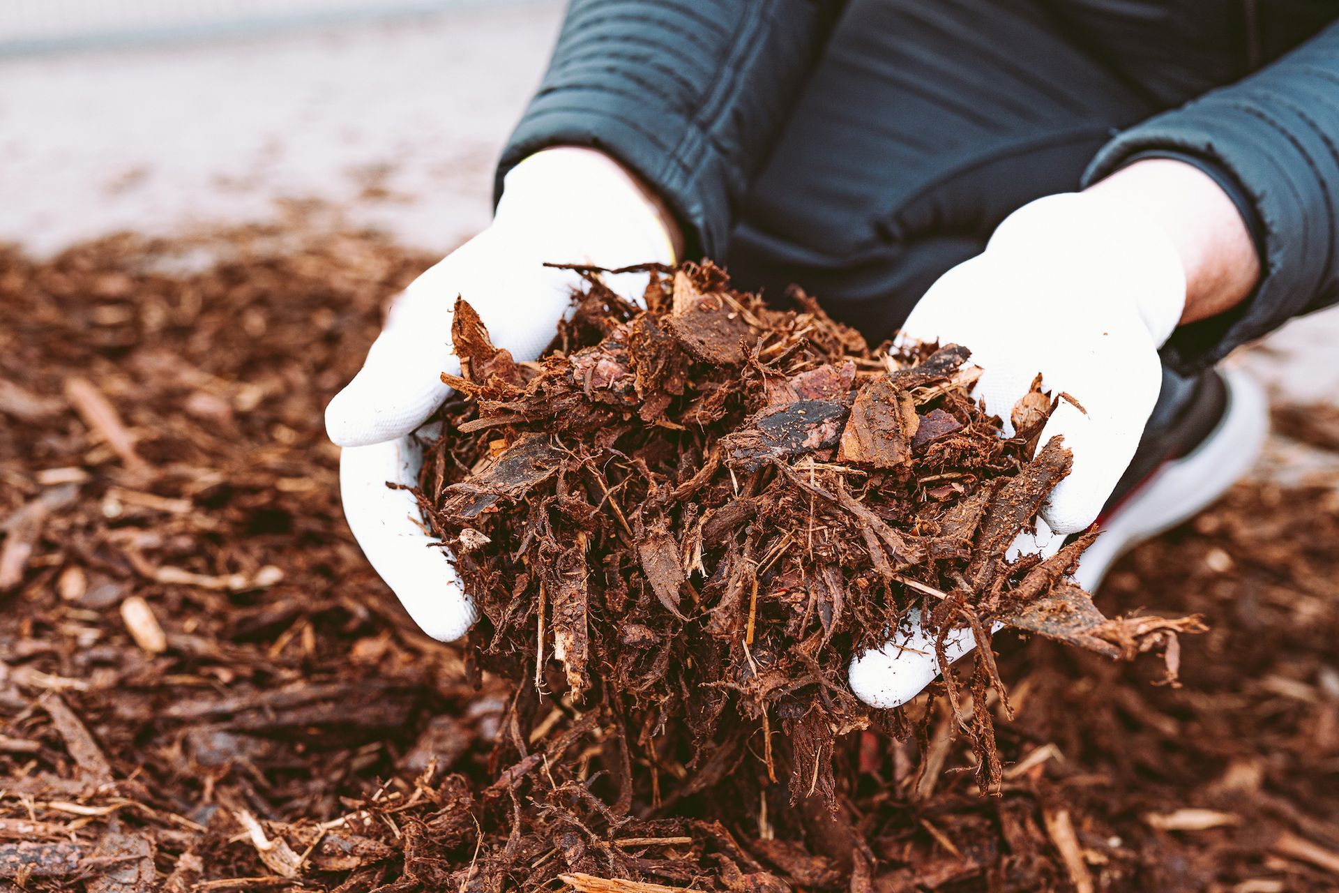 Hands wearing white gloves holding a pile of brown mulch.