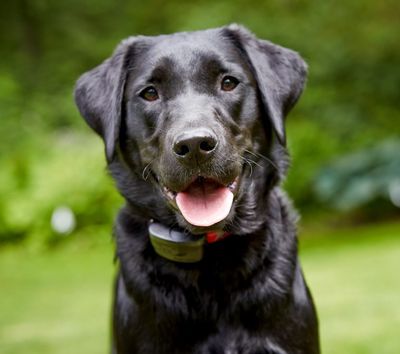 expensive dog costumes